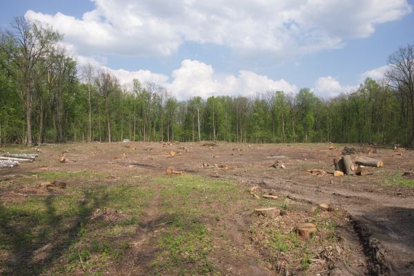 Cost of Pasture Clearing in Crestview