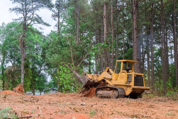 Cost of Undergrowth Removal in Crestview