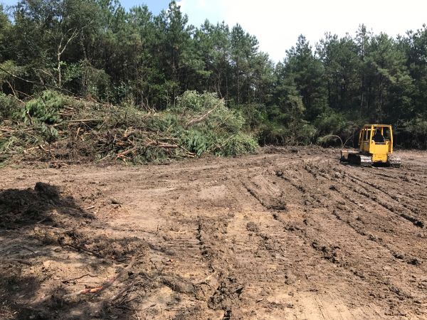 Cost of Thicket Clearing in Crestview